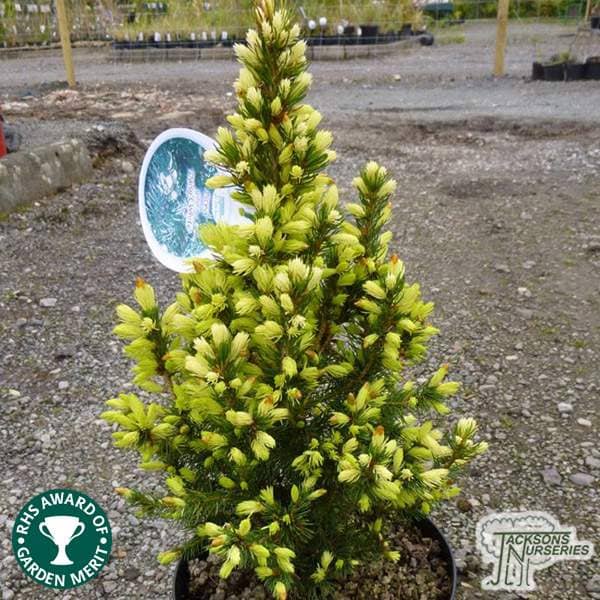 Buy Picea glauca 'JW Daisy's White' online from Jacksons Nurseries